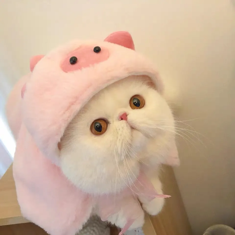 cat costume