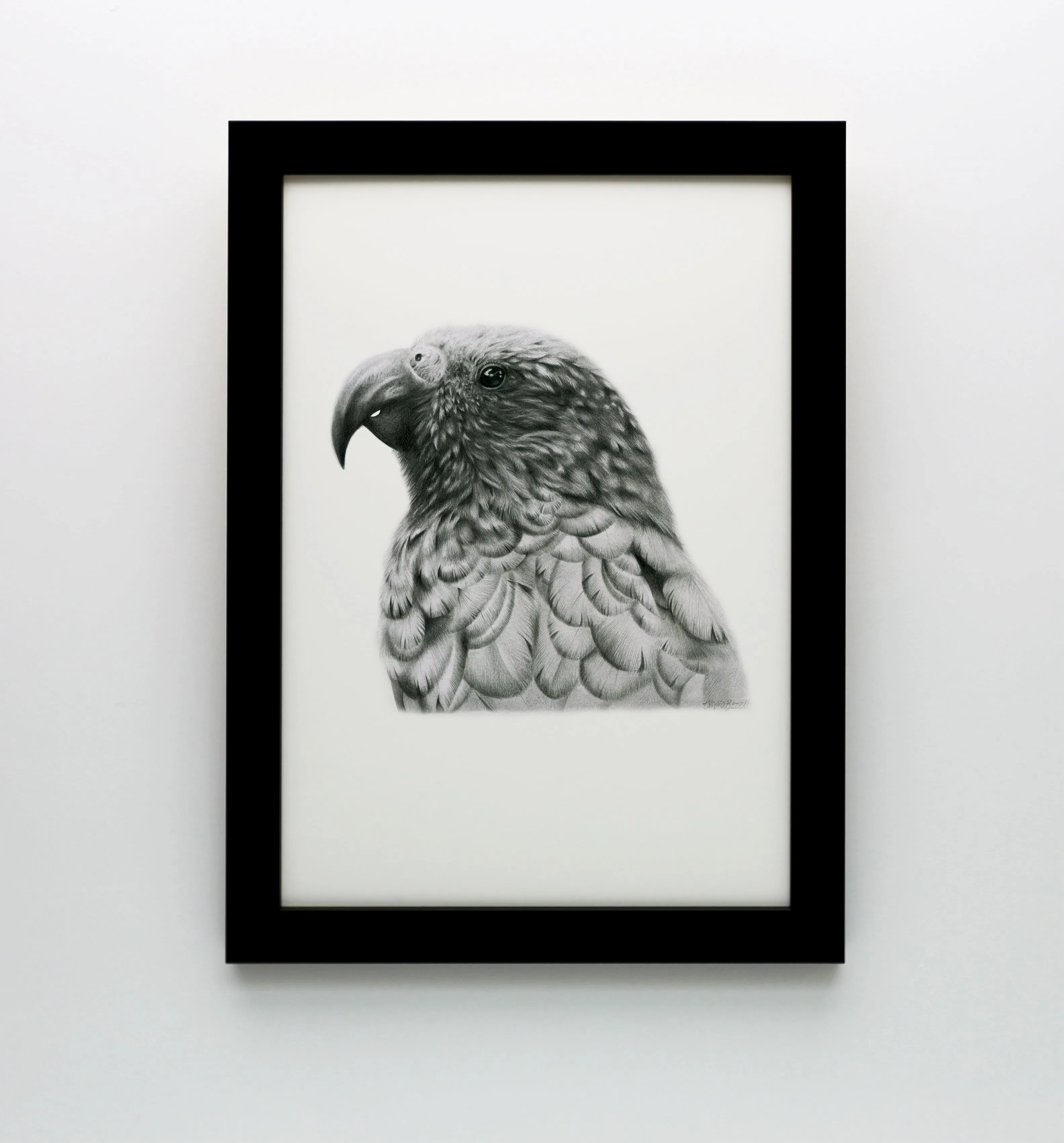 Graphite Kākā Print