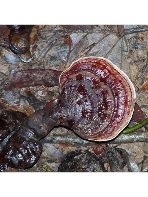 Peruvian Essence - Rainforest Polypore