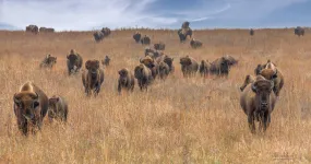 Teresa Grove - 20x 10 Archival Lustre Print - 'Flint Hills Posse'